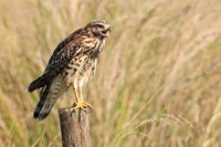 Hawk on a Fence